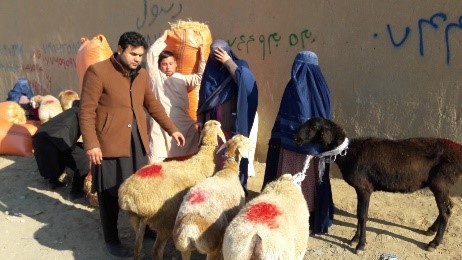 برای 85 تن در کندز بخاطر امرارمعیشت گوسفند توزیع شد