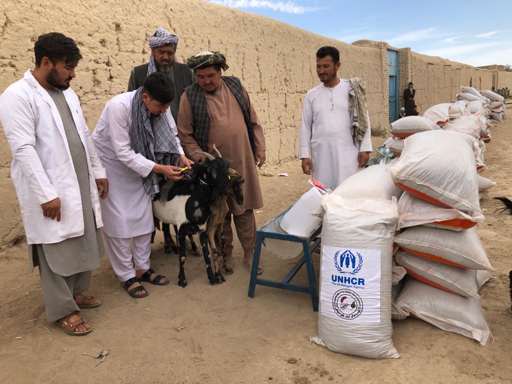 محمد اشرف حنیفی