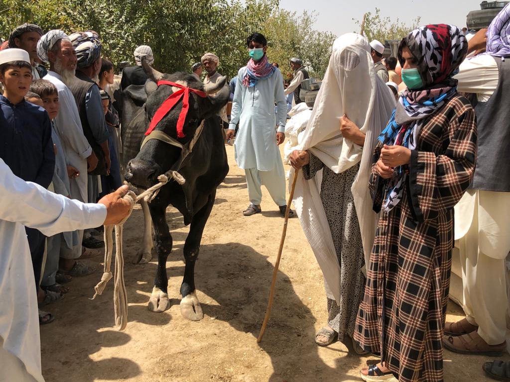 محمد اشرف حنیفی